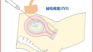 確率90 つむじでお腹の赤ちゃんの性別が分かるって本当 4姉妹のつむじで検証 ままのおと